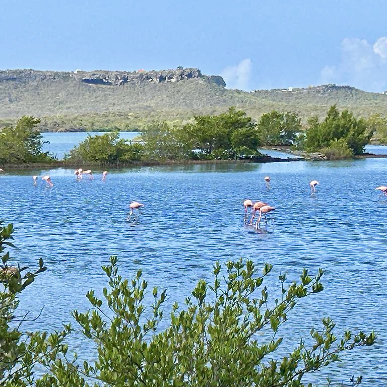 Flamingos Jan Kok saliña